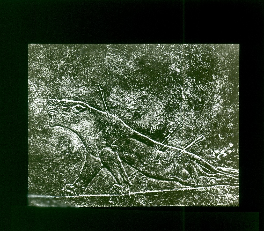 cacerias